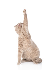 Playful gray kitten sitting and looking up on empty space. isolated on white background
