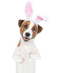 Funny Jack russell terrier puppy wearing easter rabbits ears stands on hind legs and looks at camera. Isolated on white background