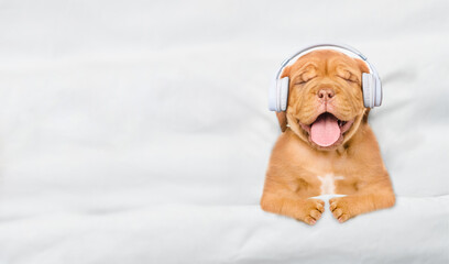 Happy Mastiff puppy wearing  headphones listening music on a bed at home. Top down view. Empty space for text