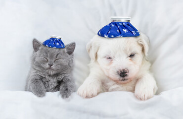 Sick kitten and Bichon Frise puppy sleep with ice bags or ice packs on it heads lying on a bed at home. Top down view