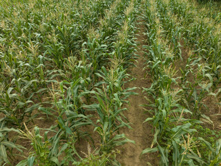 Green maize crop growing at farm