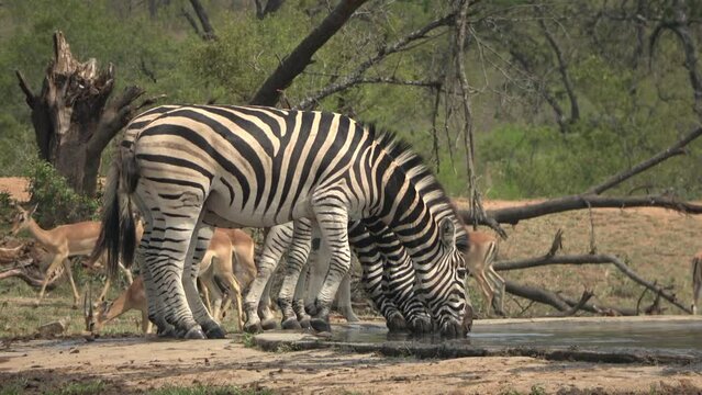Three zebras drinking from pond, Africa
Kruger National Park, South Africa, 2023

