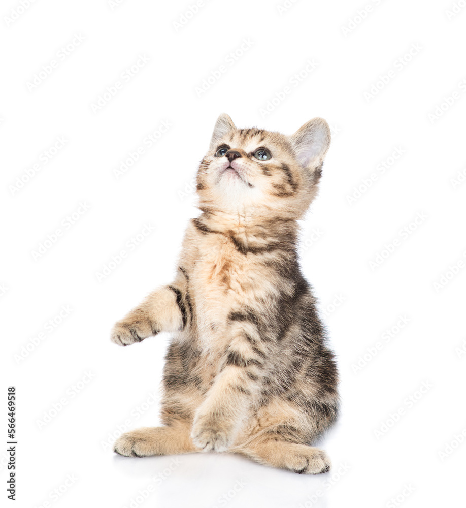 Poster playful tabby kitten standing on hind legs and looks up on empty space. isolated on white background