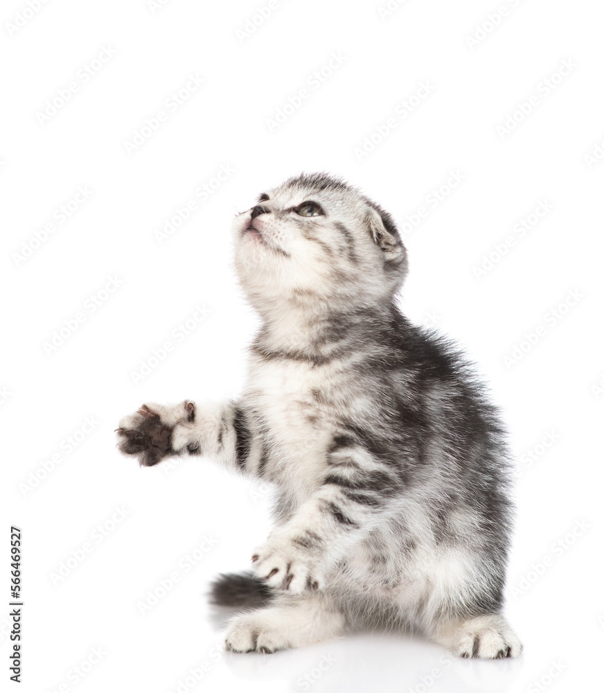 Poster Playful tabby kitten sitting and looking up on empty space. isolated on white background