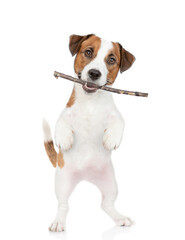 Playful Jack russell terrier holds stick in it mouth. isolated on white background