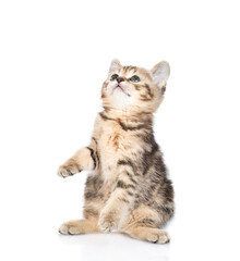 Playful tabby kitten standing on hind legs and looks up on empty space. isolated on white background