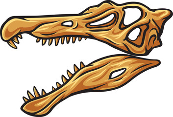 Spinosaurus dinosaur skull fossil