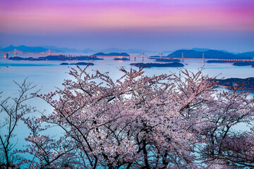 王子ヶ岳から瀬戸内海を背景に桜を空撮する