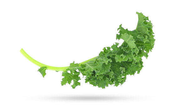 Fresh organic green kale leaf falling in the air isolated on transparent background. PNG