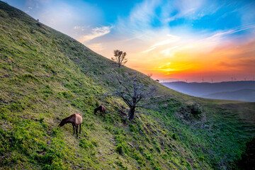 都井岬の野生馬が草を食む夕暮れ時