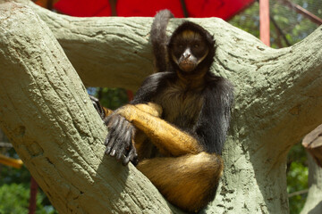 Mono araña tomando un baño de sol posado sobre un arbol dentro de un zoologico