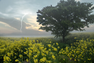 霧の菜の花に掛る稲妻