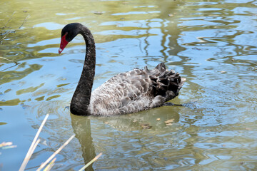 Obraz premium the black swan is swimming in the lake