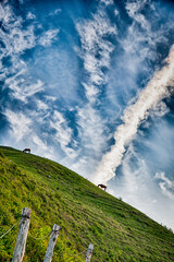 都井岬で草を食む野生馬と雲