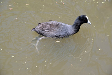 the eurasian coot is swimming in the lake