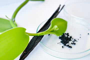 Vanilla Planifolia and leaves ,Bourbon Vanilla Dark brown to black and green beans, Vanilla grain in a petri dish to check the grain quality, Homemade Pure Vanilla Bean Paste.