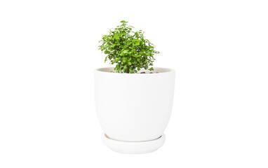 Miniature plants. Small tree in white pot, Garden in tray.