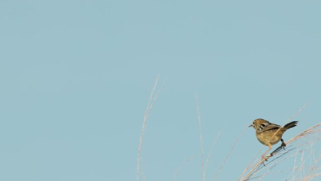 a tawny grassbird perching on a plant stem at granite gorge near mareeba of qld, australia