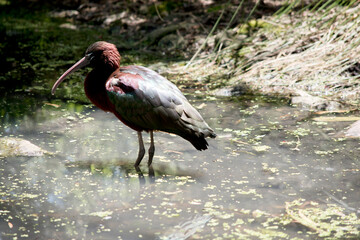 this is a side view of a glossy ibis