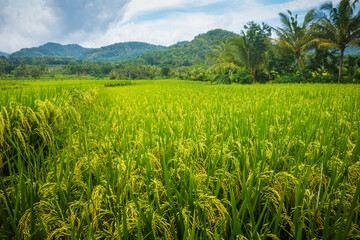 yellow paddy field with the hills on the background