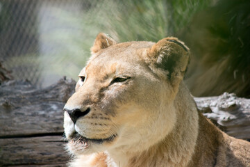 this is a close up of a lioness