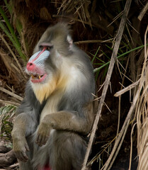the mandrill has with red and blue skin on its face and posterior.