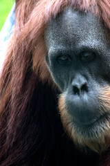 this a close up of an orangutan