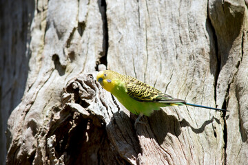 the parakeet is resting on a dead tree