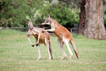 the male red kangaroos body is a shade of red fur his head is grey with a white muzzle, they are the tallest kangaroo