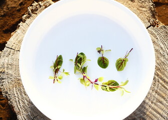 漢字（こころ）