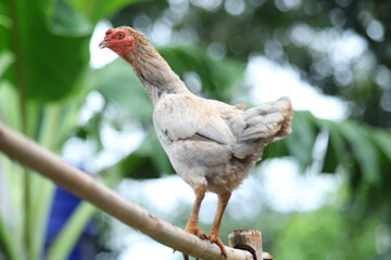 Isolated portrait of a chicken hen on a summer green background. Countryside concept with domestic singing birds close up on the farm.