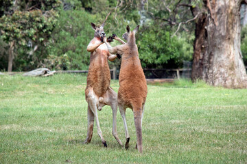 Naklejka na ściany i meble the two red kangaroo are using their tails to balance