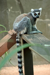 the ring tailed lemur is sitting on a plank