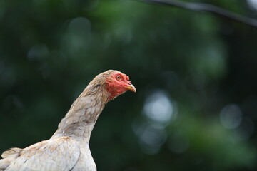 Isolated portrait of a chicken hen on a summer green background. Countryside concept with domestic singing birds close up on the farm.
