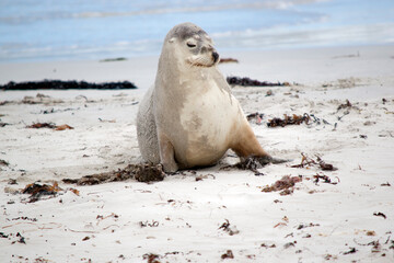 Naklejka premium the sea lion is grey on top and white on her bottom to protect her whiles she is in the water