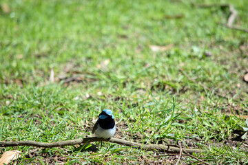 the superb fairy wren a light blue cap, ear tufts, and cheeks; a black eye-stripe; dark blue-black throat; brown wings and white breast and belly. Beak of the adult male is black and legs are brown