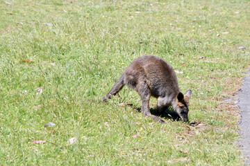 the joey swamp wallaby is eating grass