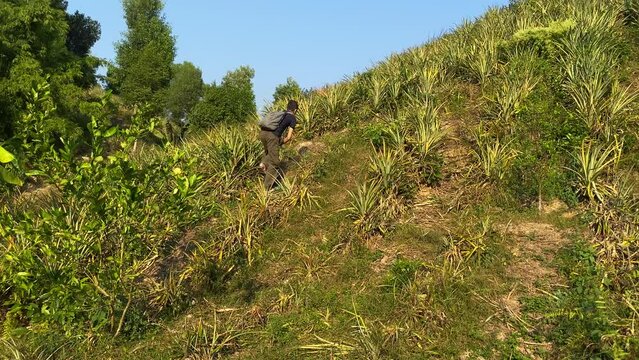 Man going uphill in pineapple field, clear blue sky, tracking shot, Sylhet
