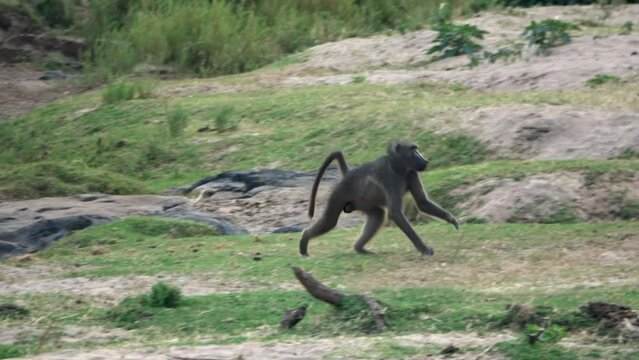 Angry Savanna Baboon in fight with group 
Kruger National Park, South Africa, 2023
