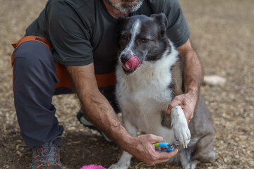 man cutting the nails of a border collie dog with scissors