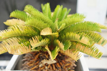 Young date plant shot close up