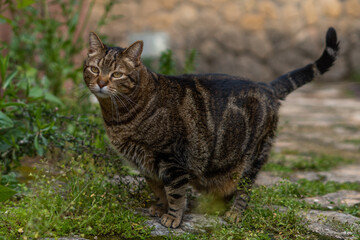 close-up of brown and black cat looking at the camera