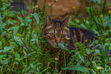 Naklejka na ściany i meble close-up of brown and black common cat looking at the camera walking among flowers