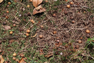 Fallen Oil nut tree seeds near the tree in a wild grass area