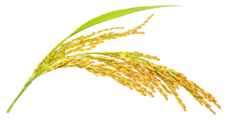Organic paddy rice, ear of paddy, ears of  Vietnam jasmine rice. PNG transparency.