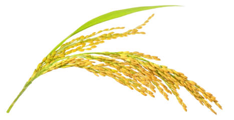 Foto op Canvas Organic paddy rice, ear of paddy, ears of  Vietnam jasmine rice. PNG transparency. © POSMGUYS