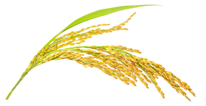 Organic paddy rice, ear of paddy, ears of  Vietnam jasmine rice. PNG transparency.