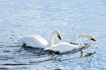 烏川で泳ぐ2羽の白鳥
