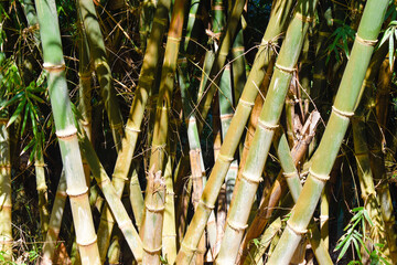 Bright bamboo leaves. Bamboo tree in the forest.