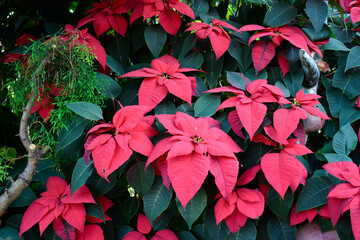 Poinsettia flower, also known as the Christmas star flower. Red poinsettia.